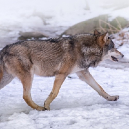 Ponad 400 leśników i myśliwych będzie liczyło rysie i wilki w lasach Warmii i Mazur