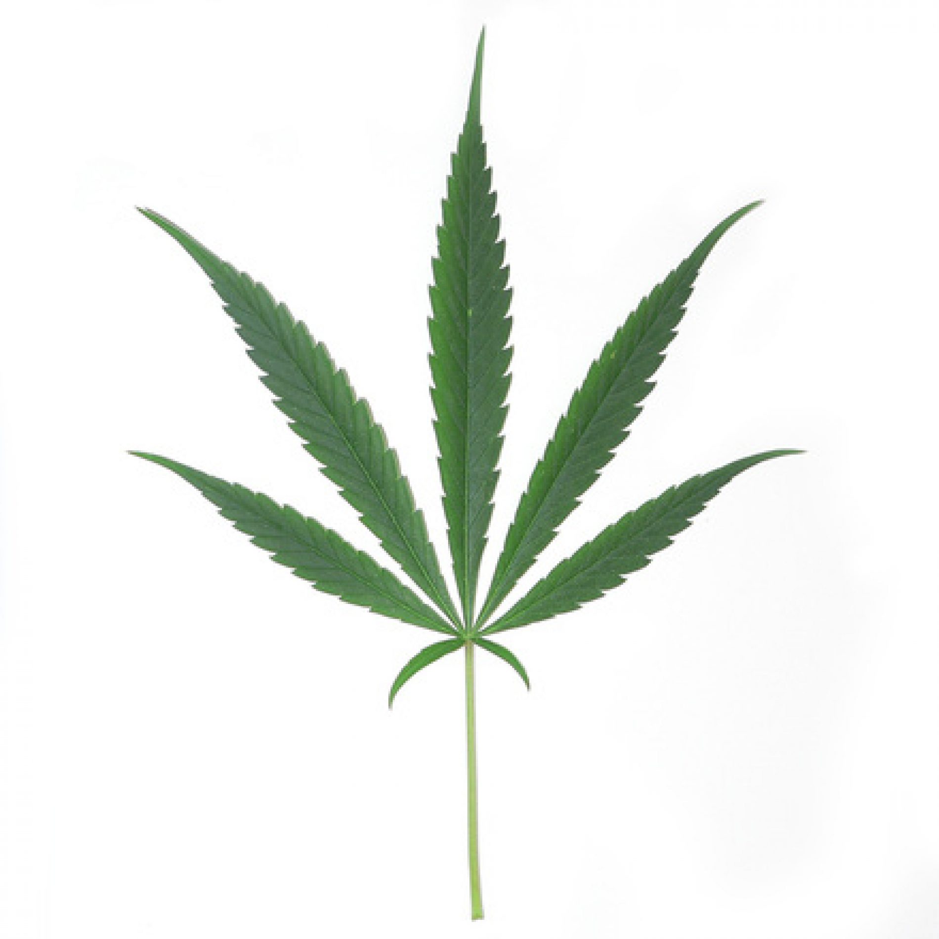 Szczytno: Zlikwidowano plantację marihuany