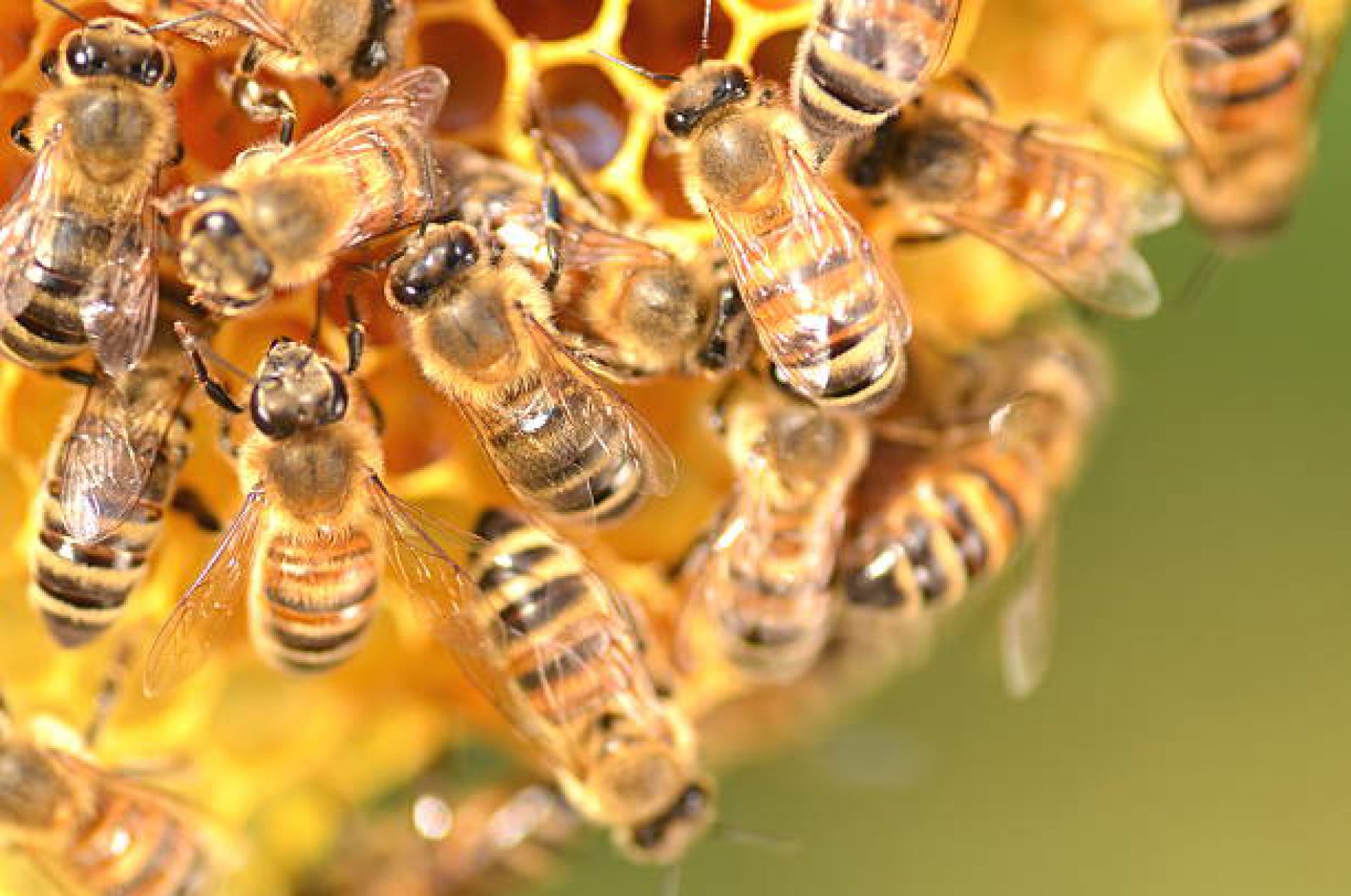 Maluchy w obronie pszczół