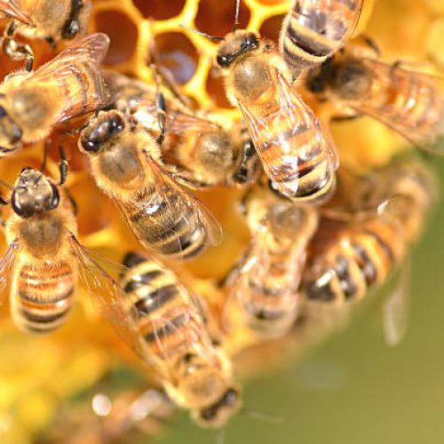 Maluchy w obronie pszczół