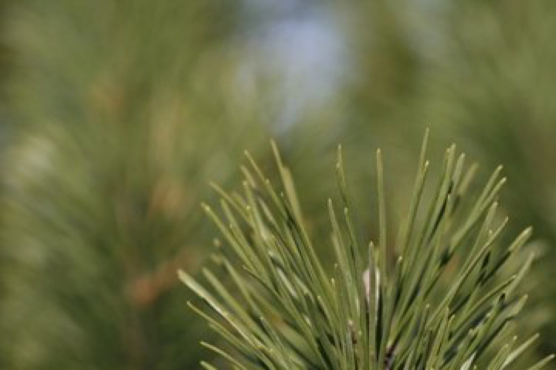 W czerwcu rozpocznie się akcja opryskiwania lasów sosnowych